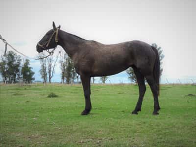 Lote NUEVA EL TACUARAL - R.P. 312