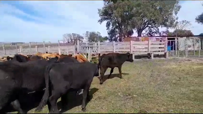 Lote 33 Vaquillonas  Angus en San Gregorio