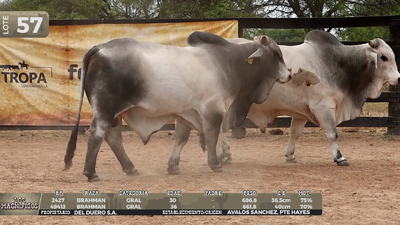 Lote LOTE 57