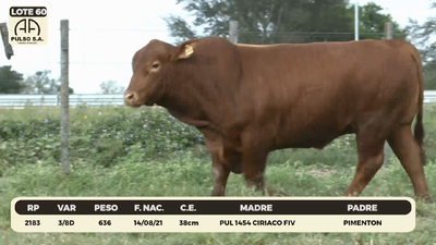 Lote LOTE 60