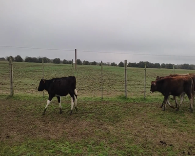 Lote 22 Terneros AA X HO, NO X HO,  HE X HO 122kg - , Canelones