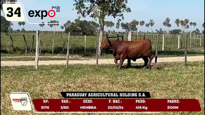 Lote LOTE 34