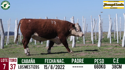 Lote Toro