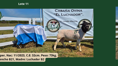 Lote PP