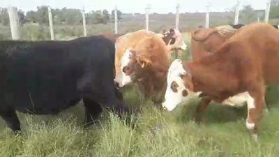Lote 17 Novillos HEREFORD Y ANGUS 250kg - , San José