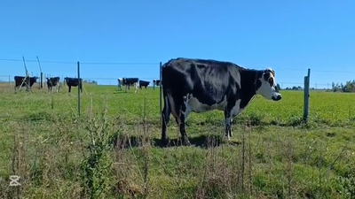 Lote VACA INDUSTRIA