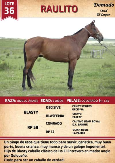 Lote RAULITO