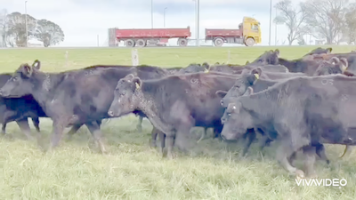 Lote 30 Vacas nuevas en Dolores, Buenos Aires