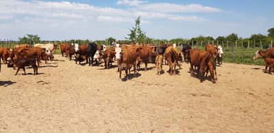 Lote 31 Vacas en Esquina, Corrientes