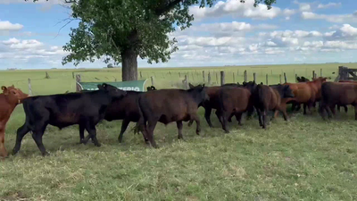 Lote 15 Terneros/as en Arboledas