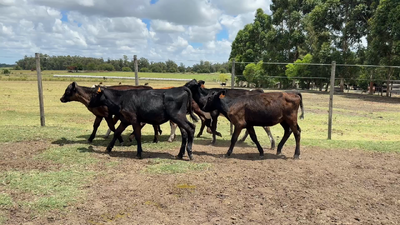 Lote TERNERAS