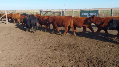 Lote 60 Terneros/as en Huanguelen