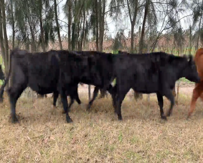 Lote (Vendido)11 Novillos 1 a 2 años 2 RA,  6 AA X HO,  1 AA X HO,  1 RA X HE,  1 AA 395kg - , Canelones