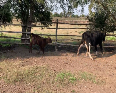 Lote (Vendido)6 Piezas de cría 1 HE,  1 HO,  1 NO 340kg - , Colonia