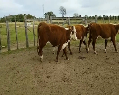 Lote 21 Vacas de Invernada 18 HE,  3 HE X RA... 406kg - , Florida
