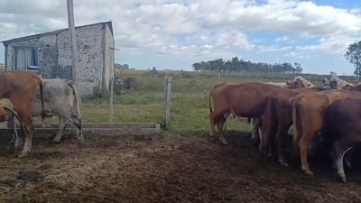  VACAS