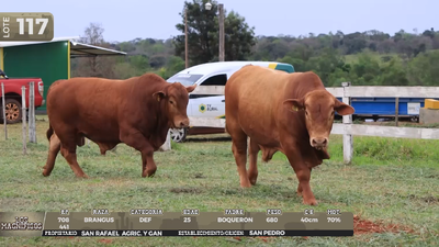 Lote LOTE 117 - EN VIVO