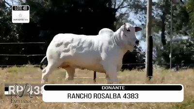 Lote LOTE 48