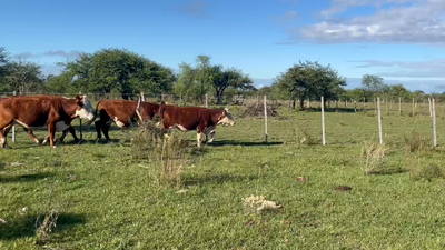 Lote 8 Novillos