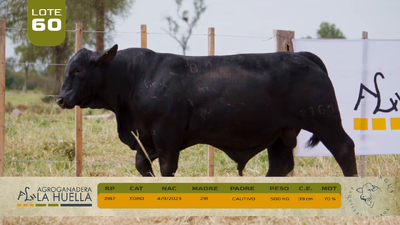 Lote LOTE 60