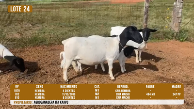 Lote LOTE 24