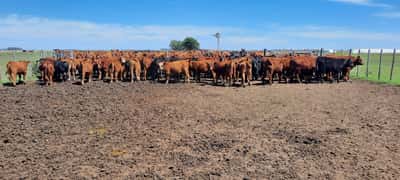Lote 70 Terneros en Gral. Lamadrid, Buenos Aires