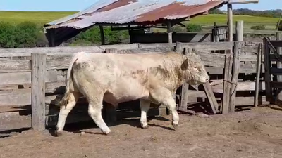 Lote TORO PI