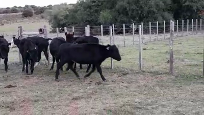 Lote TERNERAS