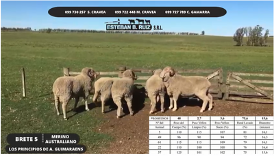 Lote Brete 5