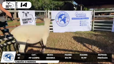 Lote LOTE 14- CAMPO