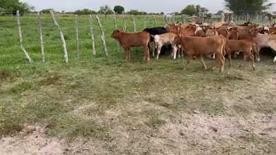 Lote 100 Terneros/as