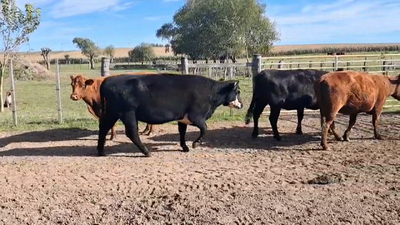 Lote VACAS ENTORADAS