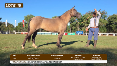 Lote LOTE 19
