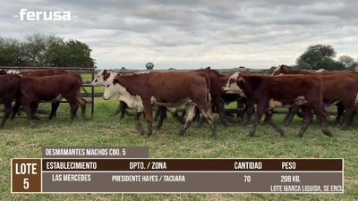 Lote LOTE 5