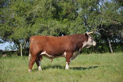 Lote PEDIGREE DE 3 AÑOS