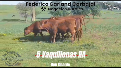 Lote 5 Vaquillonas 1 a 2 años RED ANGUS en OMBUES DE LAVALLE