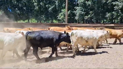 Lote 25 Novillo Engorda en Gorbea, IX Región Araucanía