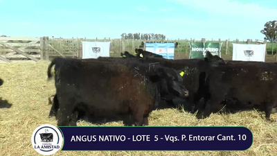 Lote Vaquillona para entorar