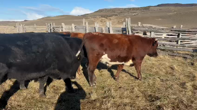 Lote 25 Novillo Engorda en Coyhaique, XI Región Aysén
