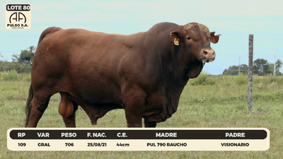 Lote LOTE 80