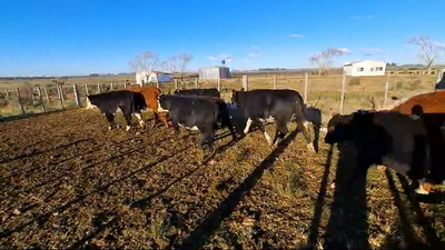 Lote (Vendido)12 Terneros y Terneras Hereford x Angus 208kg -  en Paraje La Laguna