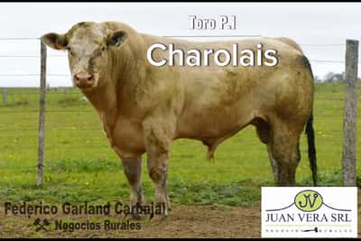 Lote TOROS POLLED CHAROLAIS PI 2 AÑOS Y 2 AÑOS Y MEDIO