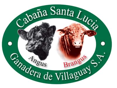 Lote Vaquillona Brangus Cabaña Santa Lucia