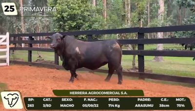 Lote LOTE 25- CAMPO