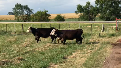 Lote VAQUILLONAS 1 A 2 AÑOS
