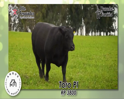 Lote TORO PI