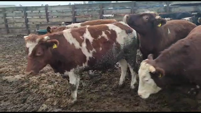 Lote 20 Novillo Gordo en Los Ángeles, VIII Región Biobío