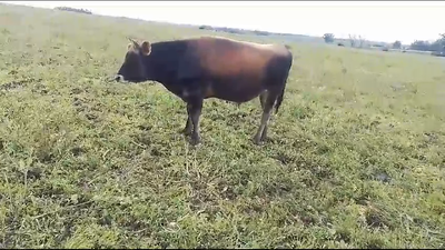 Lote Toros Yersey 350kg -  en Libertad