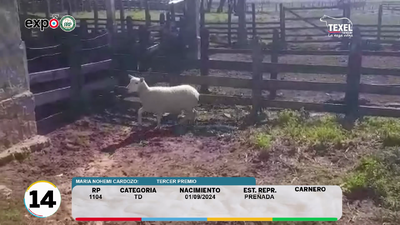 Lote LOTE 14