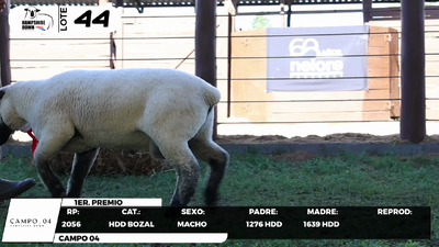 Lote LOTE 44- BOZAL